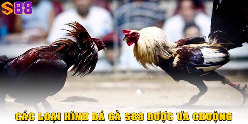 Đá gà S88VIP – Trải nghiệm cá cược nhanh, video chuẩn HD 3 Các loại hình chơi đá gà S88 được chọn nhiều nhất hiện nay