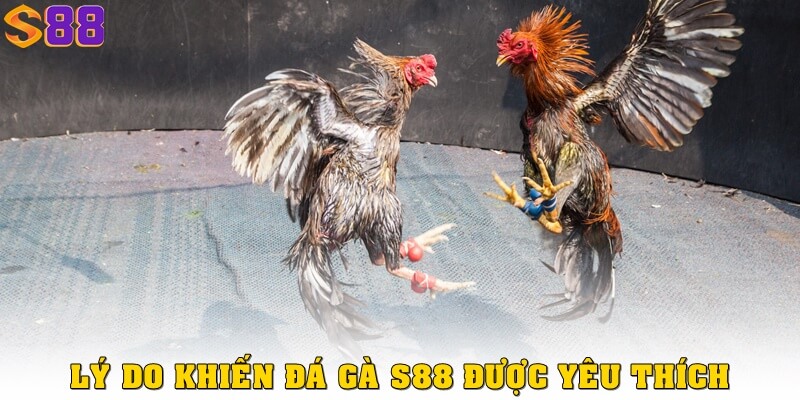 Đá gà S88VIP – Trải nghiệm cá cược nhanh, video chuẩn HD 1 Lý do mà nhiều game thủ yêu thích đá gà S88